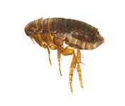 fleas