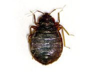 bedbug