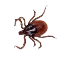 ticks