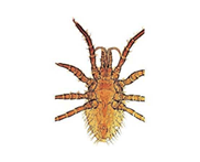 mites